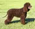 Billedresultat for Irish Water Spaniel. størrelse: 121 x 100. Kilde: allbigdogbreeds.com