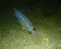 Image result for "alloteuthis Subulata". Size: 124 x 100. Source: www.inaturalist.org