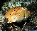 Image result for "calappa Angusta". Size: 121 x 100. Source: www.poppe-images.com