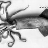 Afbeeldingsresultaten voor Bathyteuthis abyssicola Anatomie. Grootte: 100 x 100. Bron: www.researchgate.net