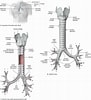 Image result for "caecum Trachea". Size: 91 x 100. Source: doctorlib.info