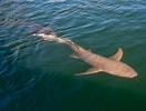 Risultato immagine per "nebrius Ferrugineus". Dimensioni: 132 x 100. Fonte: www.sharkwater.com