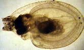 Afbeeldingsresultaten voor Bolitaenidae. Grootte: 165 x 100. Bron: tolweb.org