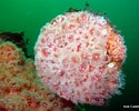 Image result for Corallimorphidae. Size: 125 x 100. Source: lostcoastoutpost.com