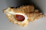 Afbeeldingsresultaten voor "ocenebra Erinacea". Grootte: 152 x 100. Bron: www.shells.cz