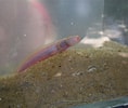 Image result for Caragobius urolepis. Size: 118 x 100. Source: www.researchgate.net