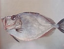 Image result for "zenopsis Conchifer". Size: 130 x 100. Source: www.soperka.com