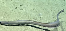 Image result for "ilyophis Brunneus". Size: 214 x 100. Source: www.marinespecies.org