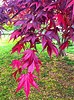 Tamaño de Resultado de imágenes de Red Maple Leaves.: 74 x 100. Fuente: ruthiemade.aminus3.com