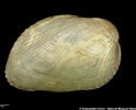 Image result for "modiolarca Subpicta". Size: 124 x 100. Source: naturalhistory.museumwales.ac.uk