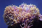 Image result for Alcyonacea. Size: 149 x 100. Source: www.reefcentral.com