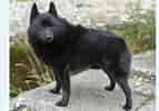 Image result for Schipperke. Size: 143 x 100. Source: www.selectadogbreed.com