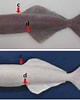 Image result for "remora Osteochir". Size: 80 x 100. Source: www.researchgate.net