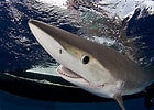 Image result for "carcharhinus Signatus". Size: 140 x 100. Source: filmatidimare.altervista.org