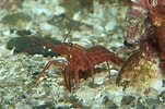 Image result for Lysmata californica. Size: 151 x 100. Source: www.oceanlight.com
