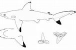 Image result for "carcharhinus Hemiodon". Size: 152 x 100. Source: thewebsiteofeverything.com