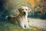 Image result for Labrador Retriever. Size: 148 x 100. Source: gearjunkie.com