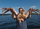 Image result for grootste krab ter wereld. Size: 134 x 100. Source: ourmarinespecies.com