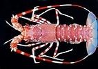 Image result for Palinurus mauritanicus Geslacht. Size: 142 x 100. Source: www.marinespecies.org