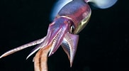 Image result for "sthenoteuthis Pteropus". Size: 182 x 100. Source: www.mr-mehra.com