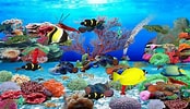 Image result for vista Screensaver Fish Tank. Size: 174 x 100. Source: liftulsd.weebly.com