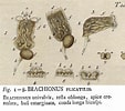 Image result for Velutina plicatilis Anatomie. Size: 113 x 100. Source: www.pinterest.com