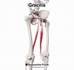 Image result for Musculus Gracilis Slagader. Size: 106 x 100. Source: bodyworksprime.com