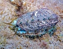Afbeeldingsresultaten voor "haliotis Tuberculata". Grootte: 129 x 100. Bron: www.monaconatureencyclopedia.com
