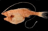 Afbeeldingsresultaten voor "gigantactis Vanhoeffeni". Grootte: 157 x 100. Bron: www.fishbiosystem.ru
