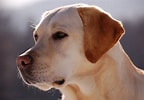 Image result for Labrador Retriever. Size: 144 x 100. Source: commons.wikimedia.org
