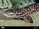 Afbeeldingsresultaten voor Atelomycterus marmoratus Fishing. Grootte: 135 x 100. Bron: www.alamy.com