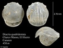Afbeeldingsresultaten voor "diacria Piccola". Grootte: 131 x 100. Bron: www.marinespecies.org