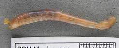 Image result for Anobothrus gracilis. Size: 246 x 100. Source: www.marinespecies.org