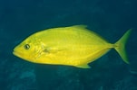 Afbeeldingsresultaten voor CARANGIDAE. Grootte: 151 x 100. Bron: fishesofaustralia.net.au