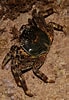 Image result for "grapsus Albolineatus". Size: 69 x 100. Source: www.picture-worl.org