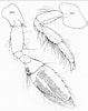 Afbeeldingsresultaten voor Cheirocratus sundevallii Geslacht. Grootte: 79 x 100. Bron: www.researchgate.net