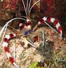 Image result for Stenopus hispidus. Size: 96 x 100. Source: www.poisson-or.com