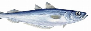 Image result for Blauwe wijting Geslacht. Size: 294 x 100. Source: www.goodfish.nl
