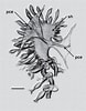 Image result for "rosacea Cymbiformis". Size: 78 x 100. Source: www.researchgate.net