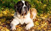 Image result for St. Bernard Dog Breed Lifespan. Size: 164 x 100. Source: dogfoodsmart.com