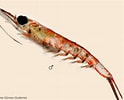 Image result for Nematoscelis difficilis. Size: 124 x 100. Source: sio-legacy.ucsd.edu