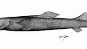 Image result for "deania Calceus". Size: 175 x 84. Source: www.marinespecies.org