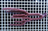 Image result for "plexaurella Nutans". Size: 154 x 100. Source: www.coral.zone