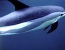 Image result for "lagenorhynchus Acutus". Size: 128 x 100. Source: marinebio.org