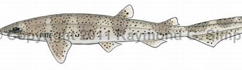 Image result for "scyliorhinus Haeckelii". Size: 344 x 89. Source: watlfish.com