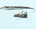 Afbeeldingsresultaten voor "trichiurus Lepturus". Grootte: 122 x 100. Bron: www.fishbase.se