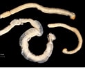 Image result for Chaetoderma Habitat. Size: 123 x 100. Source: www.semanticscholar.org