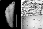 Afbeeldingsresultaten voor Grantia capillosa Onderrijk. Grootte: 148 x 100. Bron: www.researchgate.net