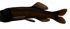 Image result for "bathytroctes Microlepis". Size: 242 x 100. Source: creazilla.com