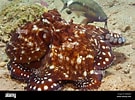 Image result for "octobranchus Floriceps". Size: 135 x 100. Source: www.alamy.com